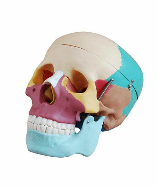 Life-Size Skull with Colored Bones XC-104C