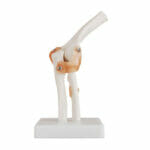 Life-Size Elbow Joint XC-112