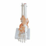 Life-Size Foot Joint with Ligaments XC-113A