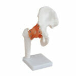 Life-Size Hip Joint XC-110