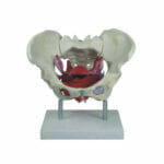 Female Pelvic Muscles and Organs XC-125