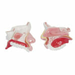 Nasal Cavity XC-309