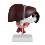 Liver, Pancreas and Duodenum Model XC-311