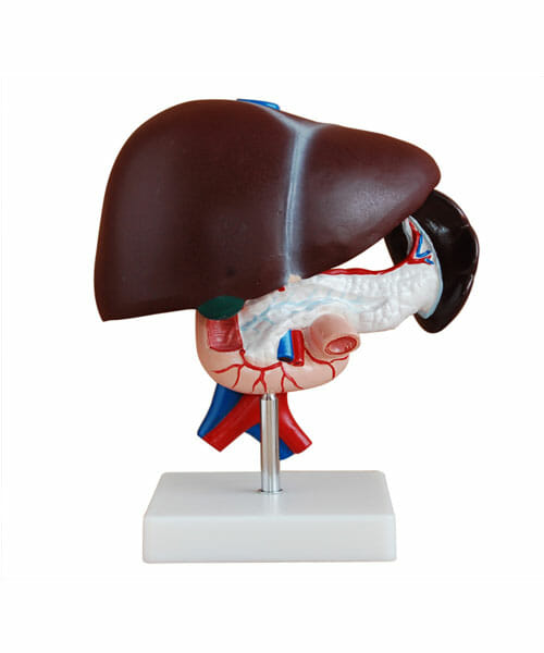 Liver, Pancreas and Duodenum Model XC-311