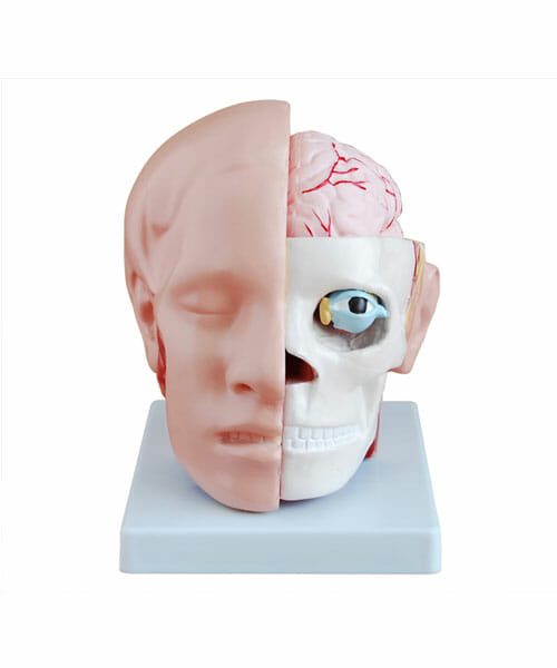Head with Brain XC-318B