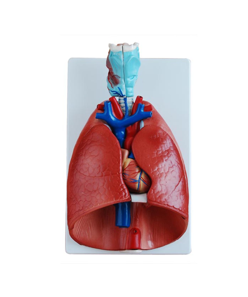 Larynx, Heart and Lung Model XC-320