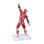 50CM Human Muscle Model Male (1 Part) XC-335