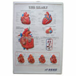 Heart 3D Anatomical Chart