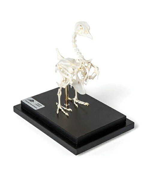 Pigeon Skeleton Model